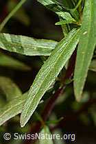 Epilobium fleischeri (C199109)