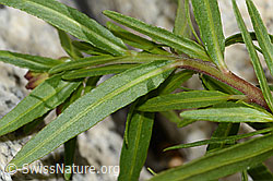 Epilobium fleischeri (C199111)