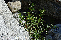 Epilobium fleischeri (C199113)
