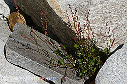 Schildblättriger Ampfer (Rumex scutatus) (07.2021, C199118)