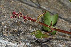 C199120: Schildblättriger Ampfer (Rumex scutatus)
