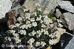 Achillea erba-rotta (C199146)