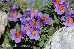 Alpen-Leinkraut (Linaria alpina) (07.2021, C199174)