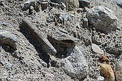 C199237: Holzfund Nr. 3 am Unteraargletscher