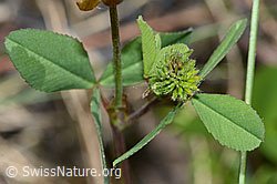 C199308: Braun-Klee (Trifolium badium)