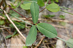C199309: Braun-Klee (Trifolium badium)