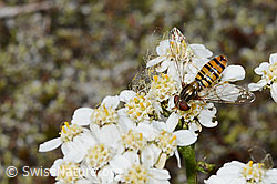 Episyrphus balteatus on Moschus-Schafgarbe (Achillea erba-rotta) (C199324)