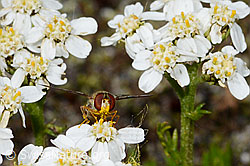 Episyrphus balteatus on Moschus-Schafgarbe (Achillea erba-rotta) (C199325)
