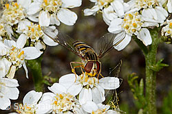 Episyrphus balteatus on Moschus-Schafgarbe (Achillea erba-rotta) (C199326)