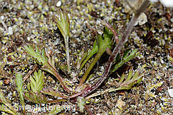 Leucanthemopsis alpina. (C199331)