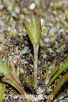 Leucanthemopsis alpina. (C199333)
