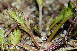 Leucanthemopsis alpina. (C199334)
