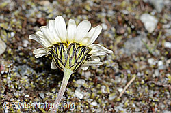 Leucanthemopsis alpina. (C199336)