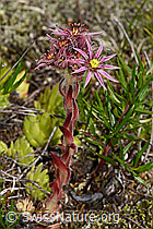 Berg-Hauswurz (Sempervivum montanum) (07.2021, C199359)