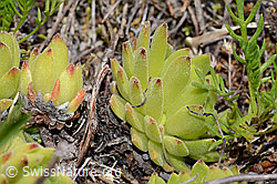 Sempervivum montanum (C199360)