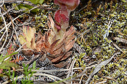 Sempervivum montanum (C199361)