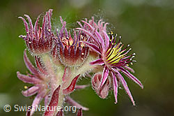 Berg-Hauswurz (Sempervivum montanum) (07.2021, C199362)