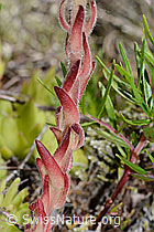 Sempervivum montanum (C199363)