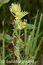 C199415: Schmalblättriger Klappertopf (Rhinanthus glacialis)