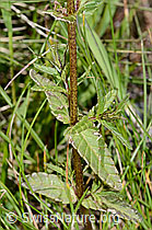 C199416: Schmalblättriger Klappertopf (Rhinanthus glacialis)