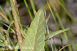 C199418: Schmalblättriger Klappertopf (Rhinanthus glacialis)