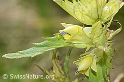 C199419: Schmalblättriger Klappertopf (Rhinanthus glacialis)
