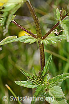 C199420: Schmalblättriger Klappertopf (Rhinanthus glacialis)