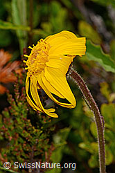 C199465: Arnika (Arnica montana)