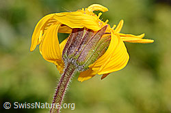 C199470: Arnika (Arnica montana)