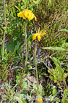 C199473: Arnika (Arnica montana)