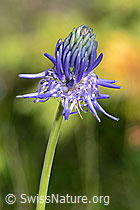 C199474: Betonienblättrige Rapunzel (Phyteuma betonicifolium)