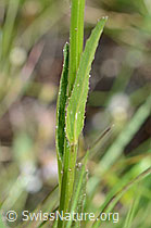 C199475: Betonienblättrige Rapunzel (Phyteuma betonicifolium)