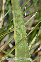 C199477: Betonienblättrige Rapunzel (Phyteuma betonicifolium)