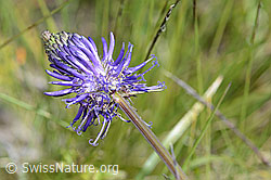 C199478: Betonienblättrige Rapunzel (Phyteuma betonicifolium)
