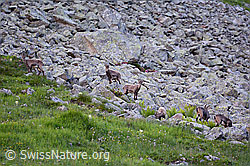 C199515: Alpensteinböcke (Capra ibex) im Rudel auf Blockfeld