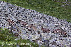 C199519: Alpensteinböcke (Capra ibex) im Rudel auf Blockfeld