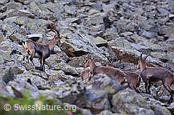 C199521: Alpensteinböcke (Capra ibex) im Rudel auf Blockfeld