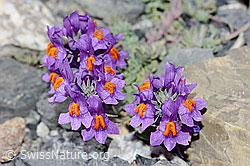 Alpen-Leinkraut (Linaria alpina) (C199575)