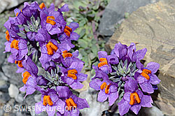 Alpen-Leinkraut (Linaria alpina) (C199581)
