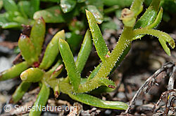 Bewimperter Steinbrech (Saxifraga aizoides) (C199688)
