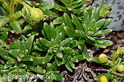 Bewimperter Steinbrech (Saxifraga aizoides) (C199689)