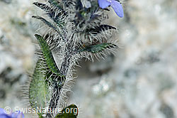 C199727: Alpen-Ehrenpreis (Veronica alpina)