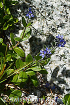 C199728: Alpen-Ehrenpreis (Veronica alpina)