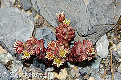C199755: Dunkler Mauerpfeffer (Sedum atratum)