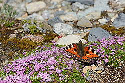 Kleiner Fuchs (Aglais urticae) auf Kalk-Polsternelke (Silene acaulis) (C199757)