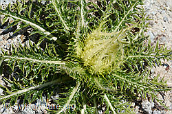 Alpen-Kratzdistel (Cirsium spinosissimum) (C199763)
