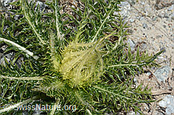 Alpen-Kratzdistel (Cirsium spinosissimum) (C199764)