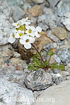 C199769: Alpen-Gämskresse (Pritzelago alpina)
