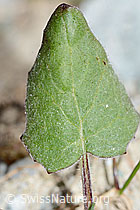 Huflattich (Tussilago farfara) (07.2021, C199777)