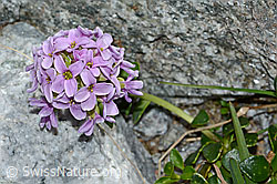Kriechendes Täschelkraut (Thlaspi rotundifolium) (07.2021, C199783)
